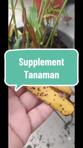 Rutin, bagi supplement pada pokok 😍 #bajakulitpisang #kebun #gengkebun  #bercucuktanam #kebundalamporch #prayforpal3stin3 #freepal3stin3🇵🇸🇵🇸🇵🇸🇵🇸🇵🇸❤️❤️❤️❤️ #freepal3stine🇵🇸❤️ #fr33palestin🇵🇸 #sav3g4z4 #freesyria #freesyria💚🤍🖤👑 