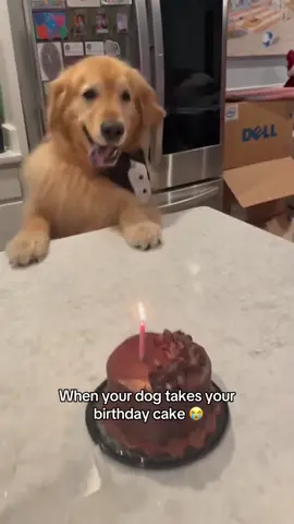 “I am golden retriever, I shall retrieve” 😭(the dog is okay) (ktmcgillicuddy/ig) #dog #dogsoftiktok #goldenretriever #cute #funny #comedy #hoest 