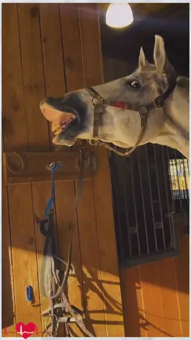 #funny #funnyanimals #cuteanimals #fyp #horse 