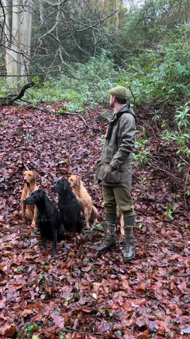 Hunter returning with a runner #pheasantshooting #labradorretriever #chocolatelab #foxredlab #yellowlab #blacklabsquad #training #teampureflax #gundogtrainer  #slingleygundogs #pickingupteam  #instavideo