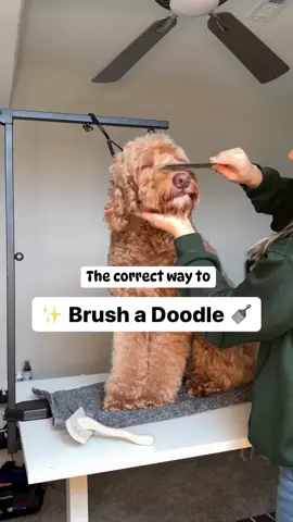 ✨ The correct way to BRUSH A DOODLE! 🪮 You’ll need a Slicker Brush, Dematting Comb, and tooth comb!  Depending on the haircut and coat, groomers highly suggest brushing every other day! • you’ll want to line brush  • start by holding sections of fur in opposite direction and w slicker brush, brush in direction of fur • check your work using a comb  • place comb down to skin and it should easily pass fur  • rinse and repeat 🔁  • *optional*  if areas are matted very carefully use a dematting comb to break thru tangled fur*  Remember to introduce brushing early on in puppy’s training journey to foster a pawsitive grooming experience 🐾🫶🏼✨ Treatos always welcome ❤️ #doodlebrushing #doodlegrooming #goldendoodlegrooming #matthewslegacyfarm 