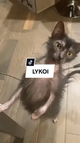 #maedepet #paidepet #curiosidadeanimal #gatos  #lykoicat #bichos 