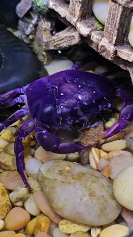 She is #GORGEOUS and #slays in her post molt coat. ❤️ #crabsoftiktok #petcrab #crabtok #purplethaidevilcrab  #sandwichthecrab #crabsandwich #fyp #purple 