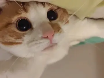 Hello,the cat is petting you.#cute #fyp #cat #kitten #petcat #cutecat 