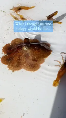A lot of people romanticize marine biology (including myself) but you can’t forget it’s science and you gotta analyze that data!! 🤓 #marinebiologist #marinebiology #mastersdegree #stem #womeninstem #octopus #kelp 