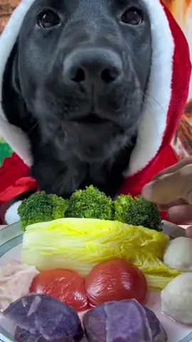 Dog eat so cute #dogeat #dog #eat #eating #mukbang #foryou #tiktok #fyp #dogitaly 