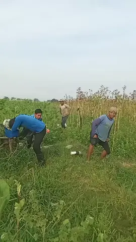 abang kaos biru samping kanan goyangan nya ngeccor banget🤣🤣 #followme #jenglukmanpaiton 