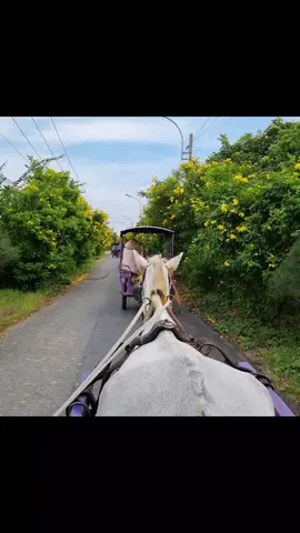 Lần đầu đi xe ngựa 😅😅#danmientay #xuhuongtiktok #mientay #71bentre🌴 #xuduaquetoi🌴🌴🌴 #trending #dulichmientay #dulich #conphung #conphungbentre #canhdep 