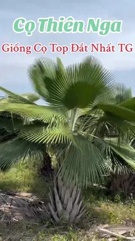 Cọ Thiên Nga, giống mới độc lạ du nhập từ Cu Ba( Nam Mỹ) và được Thái Lan nuôi trồng làm cây công trình sân vườn.  Là một trog những dòng Cọ đắt nhất TG, ở VN chưa thịnh hành. Dự sẽ là dòng cây công trình trending sắp tới tại VN.  #nhàvườnthịnhphát #câycôngtrình #cọcôngtrình #cọThiênNga #copernicia 