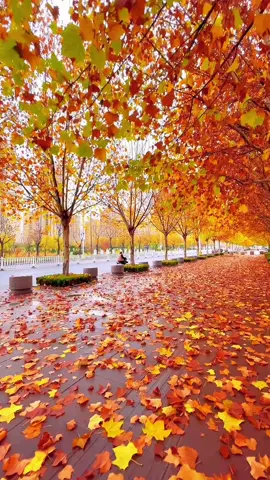 Maple leaf red#aesthetic #Autumnleaves #artistic 