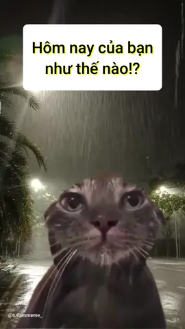 Hôm nay tui buồn 😔 #tuilammeme_ #meme #fyp #xuhuong #thinhhanh #funny #sad 