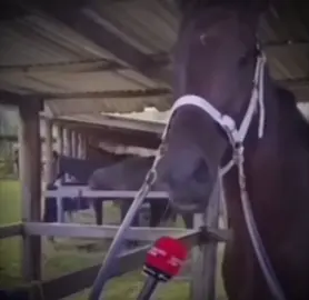 My name is Kira Horsekage. I'm 33 years old. #back2ren #japanese #horse #jjba #kirayoshikage #kira #mynameiskirayoshikage #fyp #trend #viral #humor #joke #meme #japanmeme