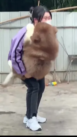 bé lắm ý mà đòi bế 🤣🤣🤣 #xuhuong #viralvideo #funnyvideos #fyp #dog #cutedog #❤️❤️❤️ 