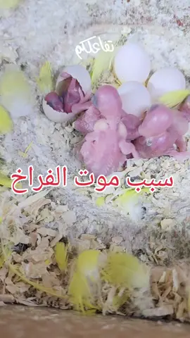 ان شاء الله راح نستمر في التكلم عن هذا الموضوع لانه بحاجة إلى سلسلة من الفيديوهات حسابي الاحتياط @معتصم خالد ابو محمد #انتاج #انتاج_طيور #كاسكو #كروان #كناري #كناري_سوري #معتصم_خالد #cockatiel #الشعب_الصيني_ماله_حل😂😂 #طيور_الزينة  @معتصم خالد @معتصم خالد 