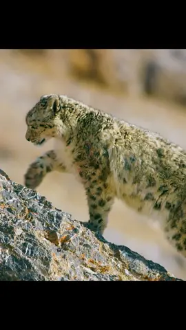 #amazinganimalsworld #preyon #tiktok 