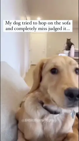 Zoomies ! 😂 Funny dogs compilation 😊 #Pet #Dog #Funnydog #Dogsoftiktok #PetsOfTikTok #Fyp #Foryou #Viral #🤣🤣🤣 #Cutedog 