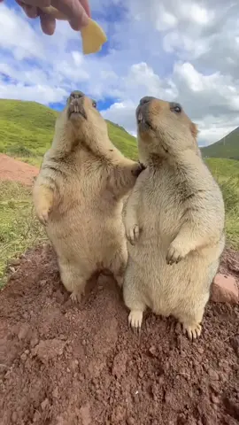 Marmot eating🍪#marmot #pet #pets #PetsOfTikTok #petlover 