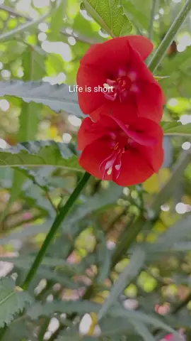 #CapCut #🥰🥰🥰🥰🥰🥰🥰🥰🥰🥰 