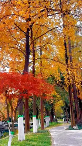 #fyp #foryou #scenery #tree #yellow 