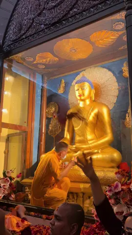 Lễ dát vàng tượng Phật  tại Bồ Đề Đạo Tràng (Bodhgaya) Ngồn Tiktok  #bodhgaya #mattong #ommunimunimahamuniyesoha 
