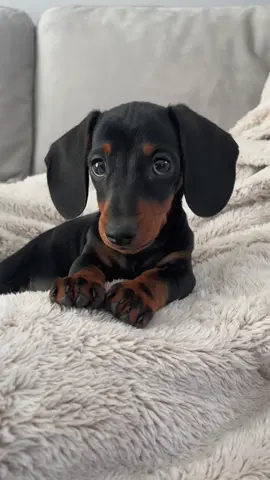 ❤️ #christmas #puppy #dog #doxie #fy #fyp #foryou #foryoupage #teckel #miniaturedachshund #dogsoftiktok #dachshundsoftiktok #dachshund #dogsofttiktok #doxiesoftiktok #puppylove #puppytiktok #dogs #animals #cute #pets #PetsOfTikTok 