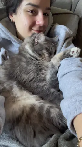 Paquito wins this trend #cuddlycat 