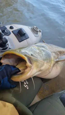 Como molan los siluros de invierno 🙂 Más robustos / color más guapo💥@Adventerfishing #catfish #siluro #sum #fishing #pesca #wedkarstwo #spinfishing #monsterfish #rivergishing #predatorfish #sports #deporte 
