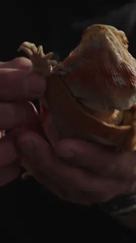 We have no words 😂 #tonyferguson #UFC #mma