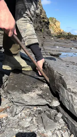 Here is a limestone rock that we found in a loose shale slab and opened up on the beach with our geology hammer 🏝🌊 The surrounding shale is softer than the limestone and is easily removed. Inside was a beautiful Dactylioceras ammonite from the Jurassic along with a belemnite (fossil squid) 😍🦑 This ammonite is around 180 Million Years Old 💀  If you would like an ammonite rock to crack open, please message us directly on yorkshire fossils or visit our website yorkshirefossils.NET for nodule bundles! 🦕 For more videos, check out our YouTube channel Yorkshire Fossils 🏝 Thanks for supporting our page! 🐊 #natural #nature #fossil #fossils #ancient #animals #art #ammonite #ammonites #dinosaur #scientist  #minerals #paleontology #whitby #geologist #dorset #geology #charmouth #jurassic #yorkshire #beach #coast #sea #water #squid #fyp 
