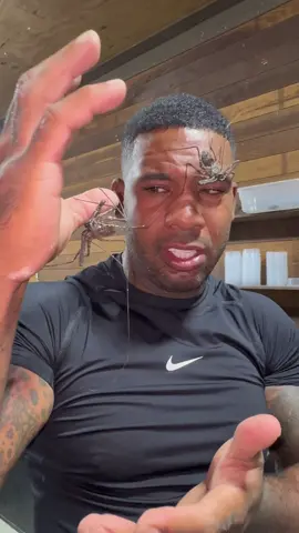 Imagine something crawling on your face when your asleep and its this scorpion 🤯 #fyp #scorpio #bugs #challenge #viralvideos 