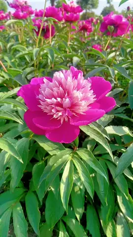 #scenery #fyp #beuatifulflowers #beuatiful #flowershower #beautifulview 