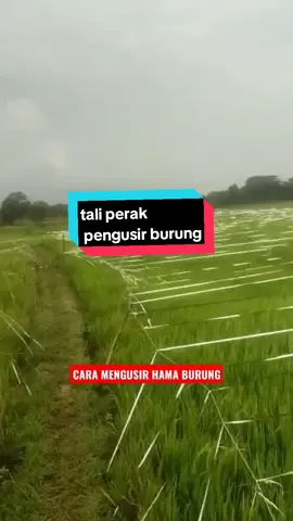 cara ngusir burung disawahan#tali #taliperak #sawahpadi #gratistr #gratisongkirtiktok #hanyaditiktokshop #fyp #tik Tok video #tal 