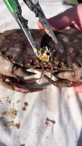 What Do We Got Here David?! #barnacles #asmr #crab #fyp 