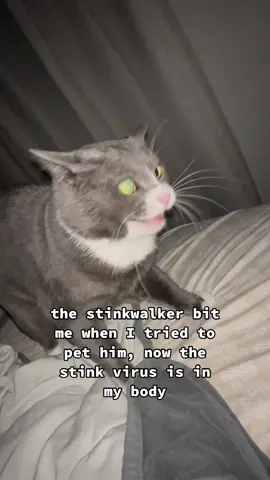 #catsoftiktok #cattok 