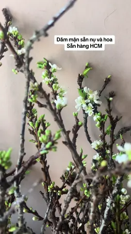 Cành mận Tây Bắc #canhman #canhmanrung #hoaman 