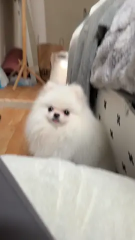 #dog #pomeranian #pets #puppy #cute #pomeranianpuppy #dogs #pet #doglover #petlife 