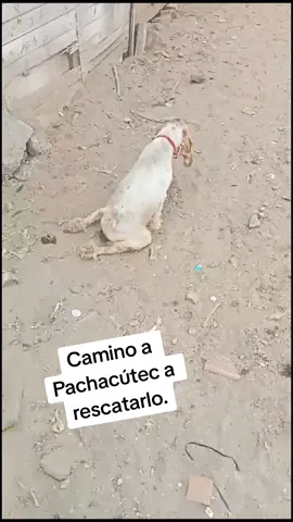Rescate animal  dos semanas arrastrándose como es posible?#RescateAnimal #discapacidadymascotas #refugioperritos #perritostiktok 