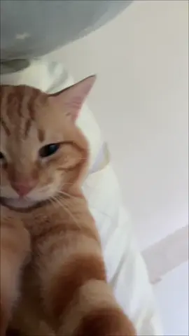 POV: You have a boy cat #catsoftiktok #orangecat #boycat 