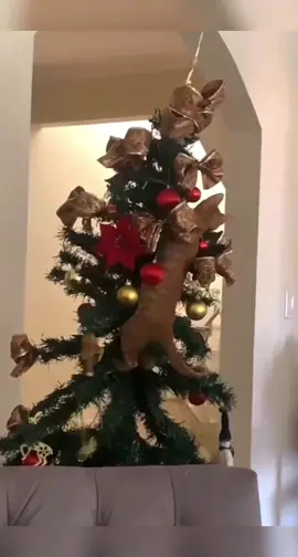 Cats vs Christmas trees #cat #christmas 