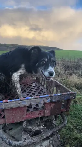 Watch this exceptional dog who knows her job doesn’t need hardly any instruction #foryou #dog #dogsoftiktok #fyp #bordercollie #tiktok 