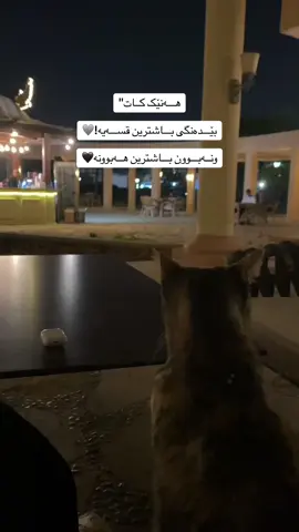 هەنێک برینەکان تەنها بەپەیوەندی نزیک لەخــودا چاک ئەبێتەوە🤍 #explorepages💕 #استغفرالله #oopss #الحمدالله_علی_کل_حال❤🧿😊🕋 #سبحان_الله♥️_ #اللهم_صلي_على_نبينا_محمد_وعلی_ال_محمد❤💎 #اللهم_صلي_على_نبينا_محمد #اللە_أكبر #fypシ #foryou #foryoupage #cat 