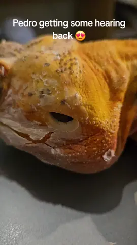 #Sheddingskin #lizardskin #BeardedDragon #ASMR #Peelingskin #SilkbackBeardy #Shedding #Reptile #BeardedDragonShedding 