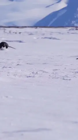 Why do penguins roll on ice on their stomachs?  The whole secret is that penguins do not like to walk on loose snow, as they fall into it.  Therefore, in order to move comfortably during warming, they lie on their stomachs and glide, using their wings and paws to push off.