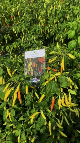 Wayah e Cabai Shypoon Tampil slurr #halbanero #petanicabai #petanimuda 