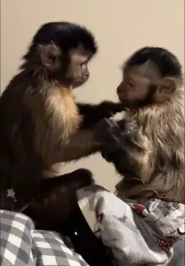 So cute! 🥰 #monkeysoftiktok #Siblings #socute #canyoufeelthelovetonight 