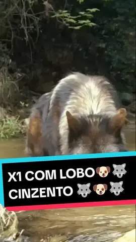 #lobocinzento #lobo #wolf #pastordocaucaso #bullykutta #volkodav #alabai #kangal #animaisnotiktok #x1 #combate #forca #resistencia #dog #dogs #cachorronotiktok #cachorro #caes #cao #cachorros #racasdecaes 
