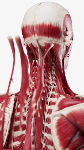 💥 Explode your knowledge of neck muscles with our detailed model! See each muscle like never before. Perfect for med students and anatomy lovers! #NeckAnatomy #SciePro  #EduTikTok #physio  #muscles  #backpain  #neck  #anatomy  #Science  #med  #meded  #medicalstudent  #chiropractic  #3d  #cgi  #vray
