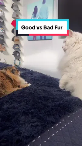 Good flcat fur versus bad cat fur - learn the differences #mainecoon #catfur #silkycats #cottoncat #kuxurypets #catgroomingtips #hissycat #friendlyfight 