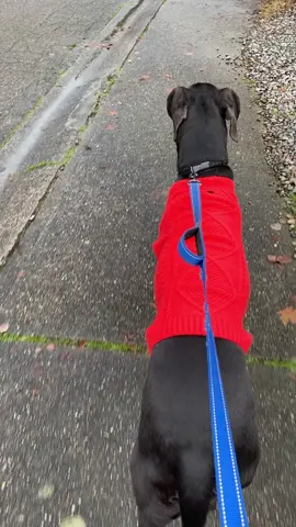 🏃‍♀️💨 #washington #dachshund #dachshundaddict #dachshundsoftiktok #dachshundpuppy #dachshunds #dachshundlove #greatdane #greatdanesoftiktok #greatdanes #greatdanelife #bassethound #bassethoundsoftiktok #bassetsoftiktok #bassethounds #bassettok #dogsoftiktok #dog #doggo #dogtok 