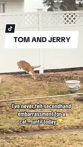 It’s the mouse flying in the air for me 💀💀💀 #catsoftiktok #fattabbycat #catvsmouse #neighborhoodstray #funnycatvideos #tomandjerry 